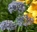 sadzonki -  Czosnek Błękitny w dnoniczce (Allium Caeruleum) 5 szt