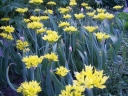sklep ogrodniczy -  Czosnek Złocisty (Allium Molly) 10 SZT.
