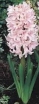 rośliny ogrodowe -  Hiacynt Lady Derby 3 cebulki
