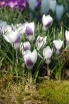 rośliny ozdobne -  Krokus wiosenny Prins Claus 10 cebul