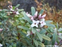rośliny ozdobne -  Daphne transatlantica ETERNAL FRAGRANCE 'Blafra' Wawrzynek transatlantycki C2/20cm *K15
