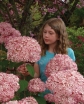 sadzonki -  Hortensja krzewiasta PINK ANABELLE 'Spirit' Hydrangea arborescens /C5 *K9