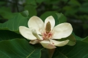 rośliny ozdobne -  Magnolia szerokolistna Magnolia hypoleuca syn. M.obovata - balot/50-60cm *K11