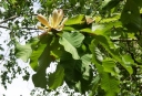 sadzonki - Magnolia officinalis M.lekarska C2/40-60cm