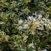 sklep ogrodniczy -  Abelia x grandiflora HOPLEYS® /C2 *T27