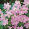 sklep ogrodniczy - Bodziszek różnobarwny VERSICOLOR Geranium