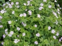 rośliny ozdobne - Bodziszek różnobarwny VERSICOLOR Geranium