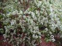 sklep ogrodniczy - Cornus florida subsp. urbiniana Dereń kwiecisty C7/80-10cm *K11