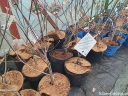 rośliny ogrodowe - Cornus florida subsp. urbiniana Dereń kwiecisty C7/80-10cm *K11