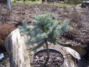 rośliny ozdobne -  Świerk niebieski GLAUCA GLOBOSA Picea pungens C3/Pa30cm *K4