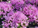 sklep ogrodniczy  Rhododendron calostrotum keleticum C2/śr.20cm *K19