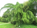 rośliny ogrodowe -  Cedr himalajski PENDULA Cedrus deodara C3/60-80cm *K4