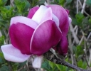 rośliny ozdobne -  Magnolia CAMEO® C3/30cm *T39