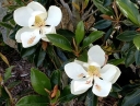 rośliny ozdobne -  Magnolia grandiflora LITTLE GEM C5/40-50cm *T33