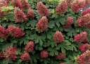rośliny ozdobne -  Hortensja dębolistna RUBY SLIPPERS Hydrangea quercifolia /C3 *K13