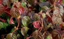 sklep ogrodniczy - Hortensja pnąca CRUG CORAL Hydrangea anomala glabra C2/40-50cm *K13