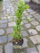 sadzonki - Hortensja pnąca CRUG CORAL Hydrangea anomala glabra C2/40-50cm *K13