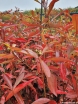sklep ogrodniczy - Gordlinia grandiflora C2/40cm *T59