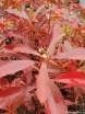 rośliny ozdobne - Gordlinia grandiflora C2/40cm *T59