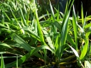 rośliny ogrodowe -  Trawa żubrówka Turówka wonna Herba Hierochloë /P11 *K5