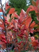 rośliny ozdobne -  Aronia czerwona BRILLIANT Aronia arbutifolia C2/30cm *5