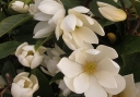 sadzonki -  Magnolia zimozielona FAIRY MAGNOLIA® CREAM Michelia C3/40-60cm *K12