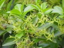 rośliny ogrodowe  Daphne pontica Wawrzynek pontyjski /P9 *K15