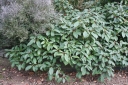 rośliny ozdobne - Kalina zimozielona ANGUSTIFOLIUM Viburnum davidii /C2 *T64