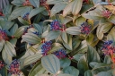 rośliny ogrodowe - Kalina zimozielona ANGUSTIFOLIUM Viburnum davidii /C2 *T64