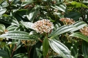 rośliny ozdobne - Kalina zimozielona ANGUSTIFOLIUM Viburnum davidii /C2 *T64