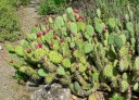sadzonki - Opuncja Opuntia Figa kaktusowa - 10 nasion