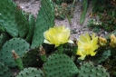 sklep ogrodniczy - Opuncja Opuntia Figa kaktusowa - 10 nasion