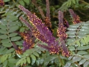 sklep ogrodniczy -  Amorfa krzewiasta zw. Indygowiec Amorpha fruticosa ~30szt. nasion