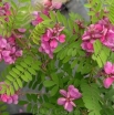 rośliny ozdobne -  Indigofera heterantha Indygowiec himalajski ~ 10 nasion