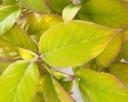 rośliny ogrodowe -  Hortensja kosmata GOLDRUSH 'Giel'® Hydrangea aspera /C5 *K19