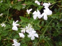 rośliny ogrodowe  Jaśmin lekarski Jasminum officinale C2/80cm *K9