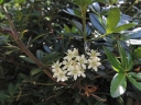 sadzonki -  Acradenia frankliniae C3/80-100cm