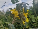 rośliny ozdobne - ﻿Sophora microphylla SUN KING® 'Hilsop' C3/60-80cm *T61