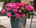 sadzonki -  Hortensja ogrodowa SUMMER LOVE® Endless Summer Hydrangea macrophylla /C5 *K12