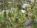sadzonki  Sosna oścista Pinus aristata C5/20-30cm *K4