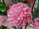sadzonki -  Azalia HOMEBUSH na PNIU Rhododendron C6/Pa60(100) *K6