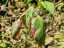 rośliny ogrodowe  Dereń skrętolistny PINKY SPOT 'Minspot' Cornus alternifolia C5/60-80cm *K6