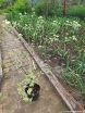 sklep ogrodniczy - Dereń skrętolistny PINKY SPOT 'Minspot' Cornus alternifolia C5/60-80cm *K6