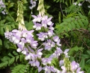 rośliny ogrodowe -  Rutwica lekarska Galega officinalis /P9 *K7