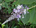 rośliny ogrodowe -  Budleja venenifera f.calvescens /C2 *K20