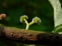 rośliny ozdobne - Debregeasia edulis ELITE C2/40-50cm *K8