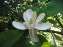 rośliny ogrodowe  Magnolia x thompsoniana OLMENHOF C4/60-100cm *K12