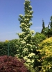 rośliny ozdobne -  Dereń kolumnowy FLOWER TOWER „ZuilB1” PBR Cornus kousa C5/50-60cm *K11