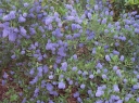 rośliny ogrodowe  Prusznik zwisający BLUE MOUND na PNIU Ceanothus Bez kalifornijski C3/Pa40-50(60)cm *K21