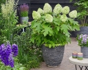 rośliny ozdobne -  Hortensja dębolistna TARA® 'BIV01' Hydrangea quercifolia C3/20cm *K11